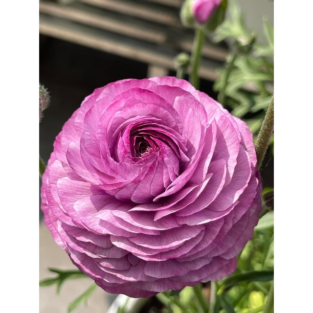 HIGHGW 10pcs Ranunculus Flower Bulbs for Lush, Multi-Petal Blooms \u2013 Transform Your Garden with These Gorgeous Flowers (F,30)