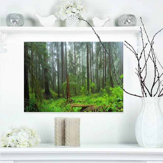 Hoh Rain Forest - Landscape Photography Canvas Art Print