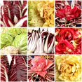 thumbnail image 2 of GSDWIUEW Italian Radicchio and Endive Chicory Mix Seeds for Planting Salad Around 700 Seeds, 2 of 8