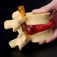 thumbnail image 3 of Transemion Anatomie Humaine Innovante Squelette Colonne Vertébrale Accessoires Modèle Recherche Flexible Facile à Utiliser Jaune 1 Ensemble, 3 of 6