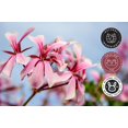 thumbnail image 3 of GreenHealth - Rose Geranium 100% Pure Therapeutic Grade Essential Oil -15ml, 3 of 5