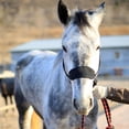 thumbnail image 5 of koolsoo Horse Halter Bridle Rein Equestrian Headstall Headcollar Horse Riding Protective Black M, 5 of 5