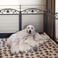 thumbnail image 4 of Bingopaw Dog Whelping Pen Box: Large Heavy Duty Indoor Pet Whelping Playpen Cage with Waterproof Fertility Mat - Outdoor Garden Puppy Play Exercise Fence for Dogs Cat Rabbit (126x126x80cm), 4 of 8