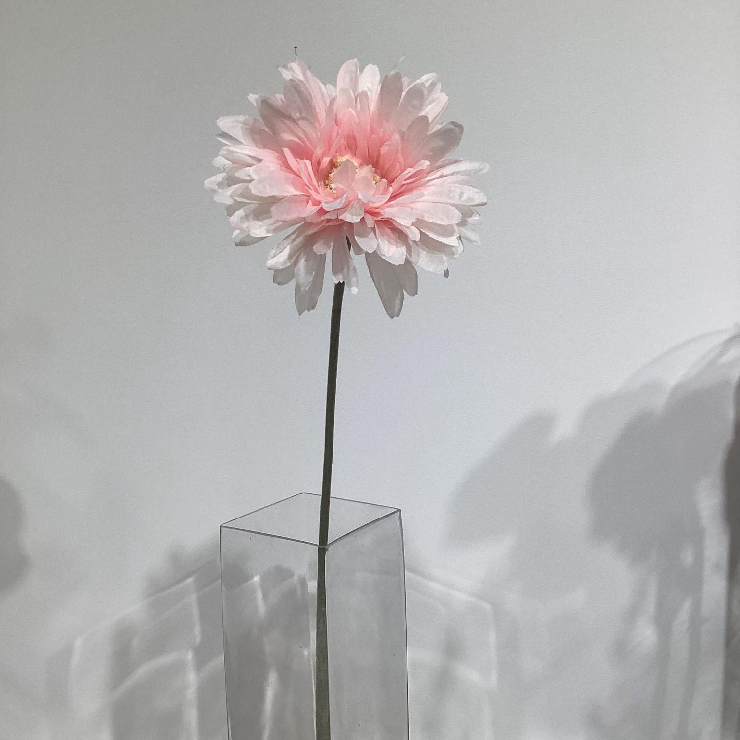 GERBERA ROSE