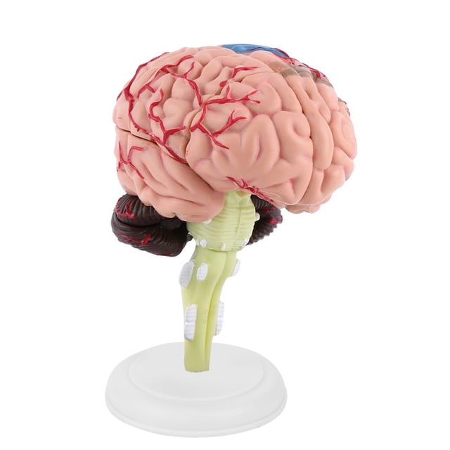 Disassembled Anatomical Human Brain Model, Plastic,Simulation, Assembly Toy, Training Tool