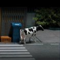thumbnail image 2 of Baohd 1/64 Mini Cow Figurine Tiny for Model Train Layout DIY Scene Sand Table, 2 of 9