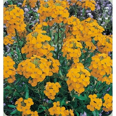 300 ENGLISH Aegean WALLFLOWER Cheiranthus Cheri Seeds