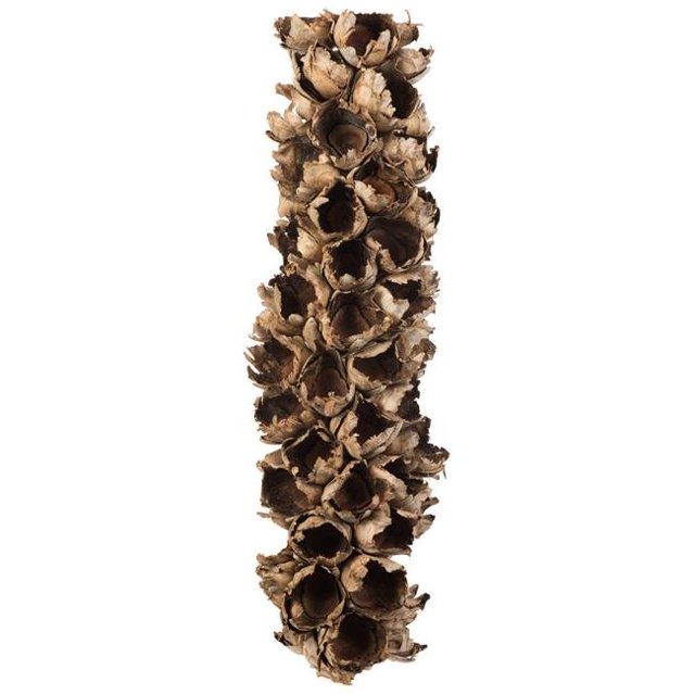 Vickerman H2GSH000 26-28 in. Natural Giant Half Seed Pods - Medium