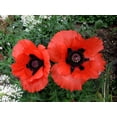 thumbnail image 3 of 1000 MIXED Colors ORIENTAL POPPY Papaver Orientale Flower Seeds, 3 of 7