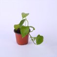 thumbnail image 4 of kurtrusly Simple Plant Pot Seedling Nursery Flower Holder Plastic Pot Container Home Gardening Tool 120, 4 of 8