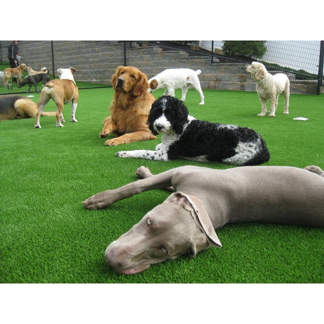 Trylawnturf Cruz high quality artificial grass measuring 6-ft by 20-ft, shown in use at a dog park with multiple dogs lounging and playing on the vibrant green synthetic turf. The grass features realistic soft landscaping, UV protection, and drainage holes, making it suitable for outdoor and indoor use in areas like patios, playgrounds, and rooftops. Durable, nontoxic, and hypoallergenic, it is safe for children and pets.