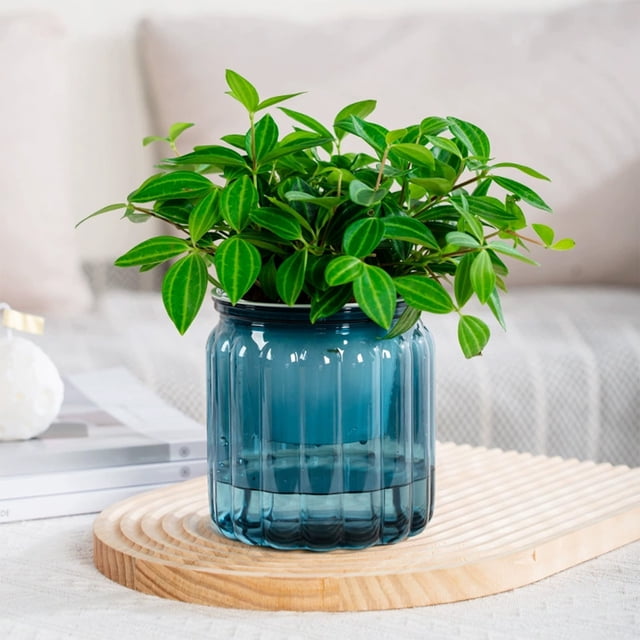 HHBEAUTY Elegant Translucent Hydroponic Plant Pots with Drainage Holes and Mesh Pad,Garden Planter with Efficient Control Suitable for Succulent Bonsais,Ideal for Living Room,Desktop,Lazy Gardening