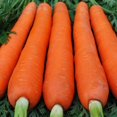 thumbnail image 2 of GSDWIUEW Carotte Rouge Géante Légume pour Plantation Héritage, 2 of 8