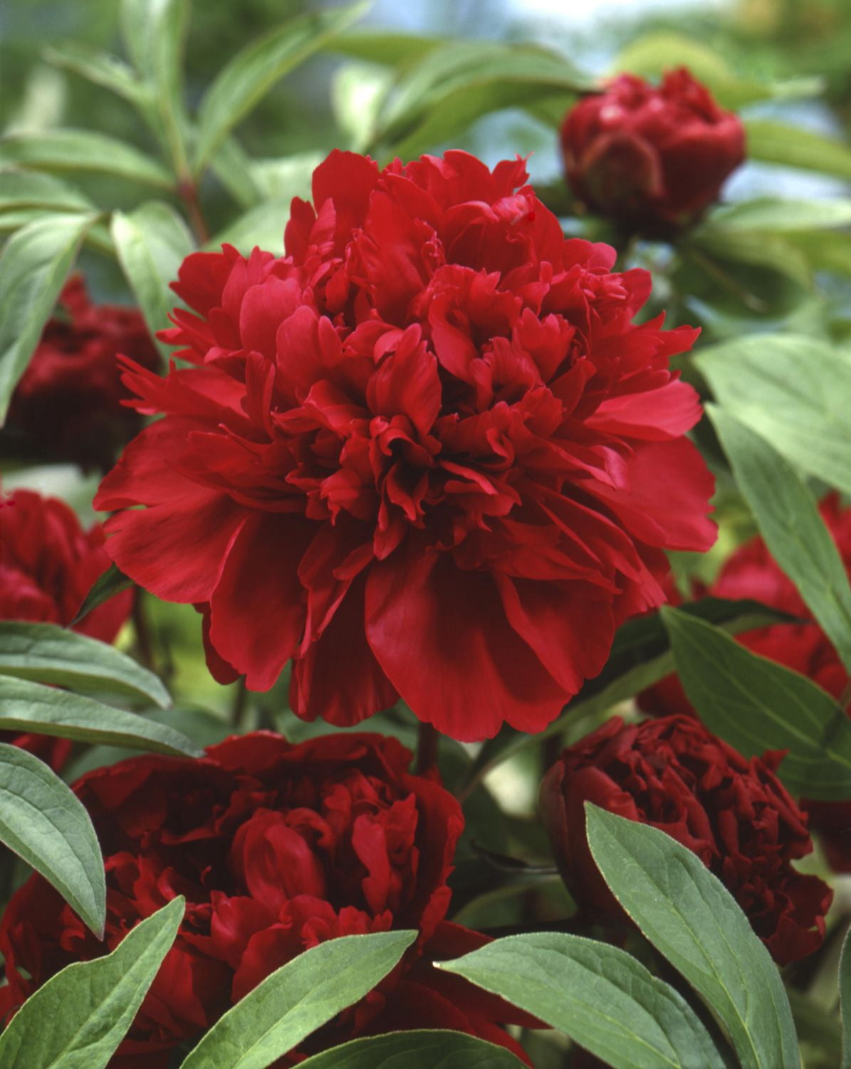 TASC Flower Bulbs- Peony  Karl Rosenfield Perennial