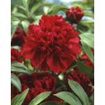 thumbnail image 1 of TASC Flower Bulbs- Peony  Karl Rosenfield Perennial, 1 of 2