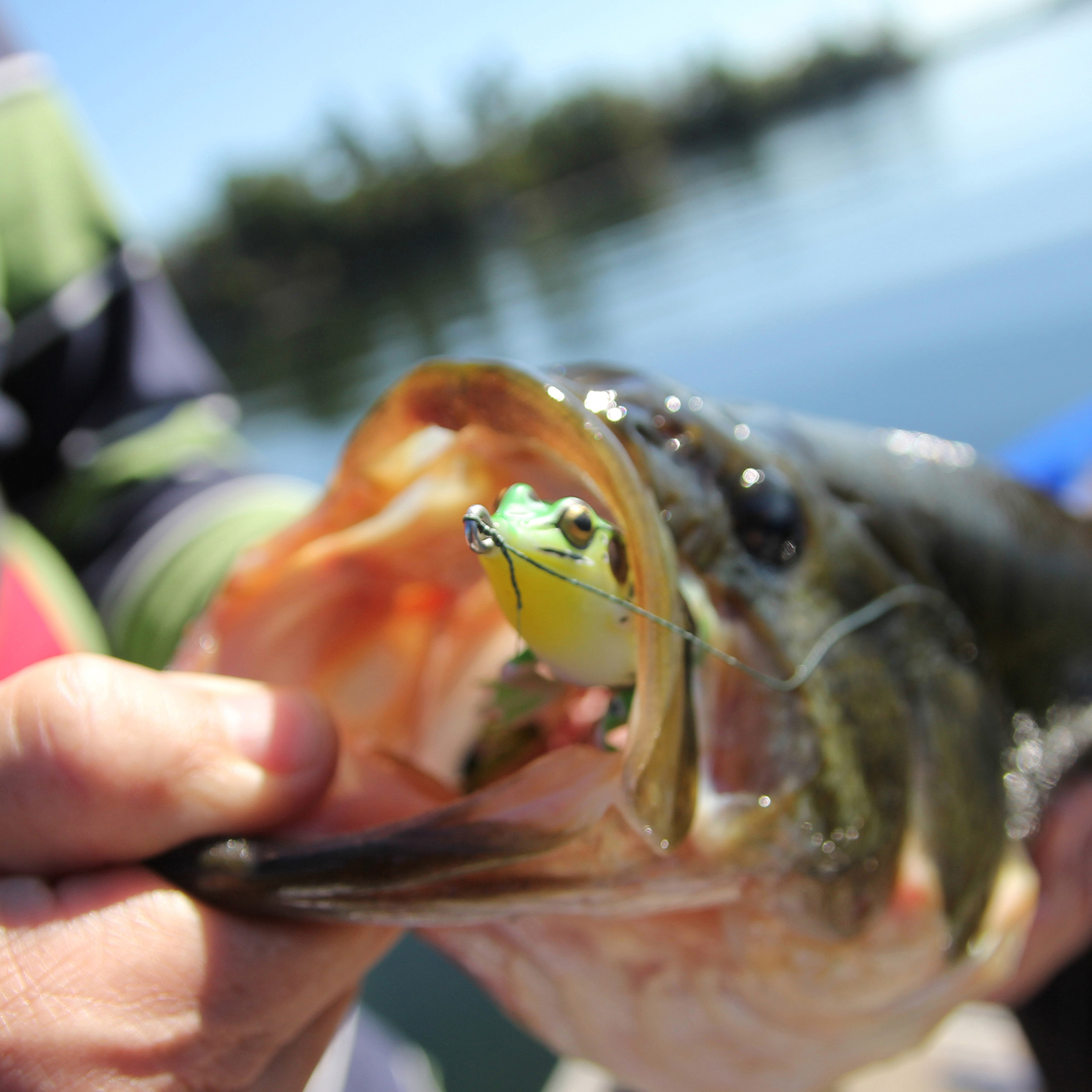 Lunkerhunt LF03 Lunker Frog Hollow Body Frog, 2 1/4" at Rest/4 1/2" Extend, 1/2 oz, Leopard, Floating - Fishing Lure