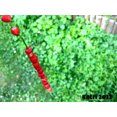 thumbnail image 5 of 100 STRAWBERRY STICKS / SPINACH Chenopodium Foliosum Fruit Berry Seeds, 5 of 5