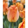 thumbnail image 1 of TASC Tulip ‘Daydream’ Darwin Hybrid Perennial Flower Bulb, 1 of 2