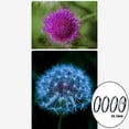 thumbnail image 4 of pitrice Close-up Filter Kit +1 +2 +4 +10 Lens Set for Digital Cameras 40.5mm, 4 of 9