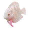 thumbnail image 4 of TopLLC Plastic Swimming Faux Fake Gold Fish Aquarium Fish Tank Decor Orname Gift, 4 of 5