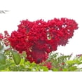 thumbnail image 3 of 35 Graines de Myrte Crêpe Rouge Lagerstroemia Indica Arbuste Buisson en Floraison Petit Arbre, 3 of 5