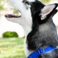 thumbnail image 3 of Country Brook Petz Martingale Dog Collar - Heavy-Duty Training Collar with No Buckle - Service Dog Collar for All Pups - Vibrant, Colorful Collection (Royal Blue, 3/4 Inch, Small), 3 of 8