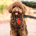 thumbnail image 4 of 1 Pce Étui de Protection Collier pour Animaux Pinces Protecteur Compatible avec Apple AirTags, 4 of 8
