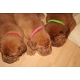 thumbnail image 3 of Agiferg 12 Colors Identification ID Collars Bands Whelp Puppy Kitten Dog Pet Cat, 3 of 4