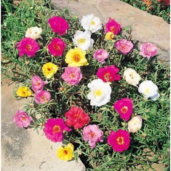 Seedville Portulaca Moss Rose 100 Seeds Portulaca Mixed Colors Flower Seeds