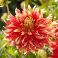 thumbnail image 1 of Flower Bulbs - Dahlia Decorative Bodacious (3 Bulbs), 1 of 1