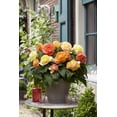 thumbnail image 2 of TASC Flower Bulbs - Begonia Double Pastel Assorted, 2 of 2