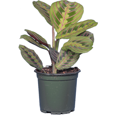 Maranta Leuconeura | Red Prayer Plant (S) Live Plants in 4" growers pot