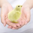 thumbnail image 4 of EGNMCR Easter Decorations For The Home Easter Decor Imitation Chicken Plush Toy Doll Children's Teaching Easter Model Chicken Model Decoration Easter Decorations, 4 of 5