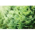 thumbnail image 2 of Buis commun (Buxus) conifère arbustif 2 gal, 2 of 5