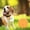 Orange, variante sur Dvkptbk Dispositifs de Suivi Portables Suivi GPS Bluetooth 5.0 Suivi de Clés Mobile Dispositif Intelligent Anti-Perte Dispositif Étanche Outil Localisateur GPS pour Animaux Traceur Bluetooth pour Clés d'Animaux Portefeuille Sac en Liquidation