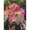 thumbnail image 1 of GSDWIUEW Single Amaryllis Bulb, Large Hippeastrum Perennial Flowers Bulbs with Planting Instruction Bulb Size 10-12 Inch, Perfect for Indoor Outdoor Planting, Gift with Wrapping (2, Cherry Blossom), 1 of 5