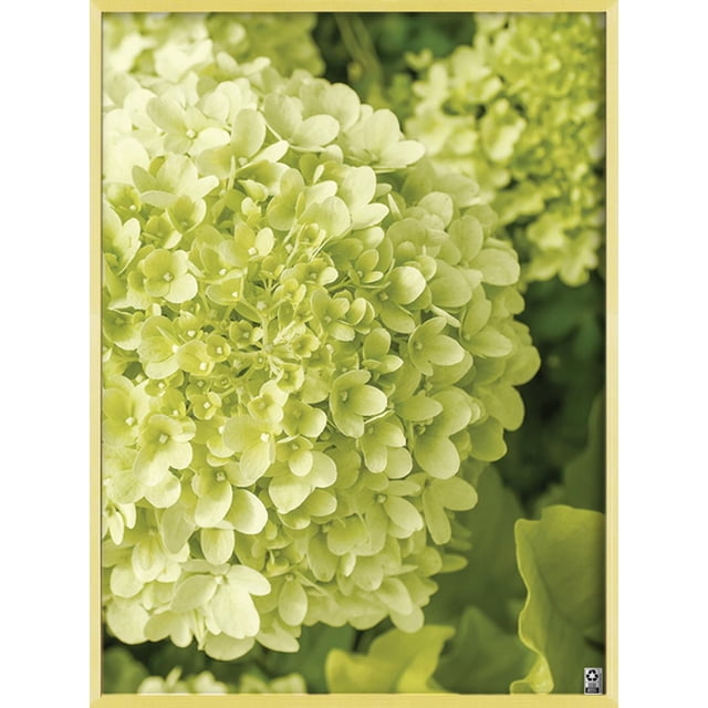 Hometrends Aluminum Poster Frame, Gold, 18x24in showing a close-up of pale green hydrangea flowers with clustered petals inside a brushed gold aluminum frame, designed for easy vertical or horizontal hanging in contemporary or modern home décor.