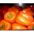 thumbnail image 4 of 50 Graines de Poivron ORANGE Sun Doux Capsicum Légumes, 4 of 5