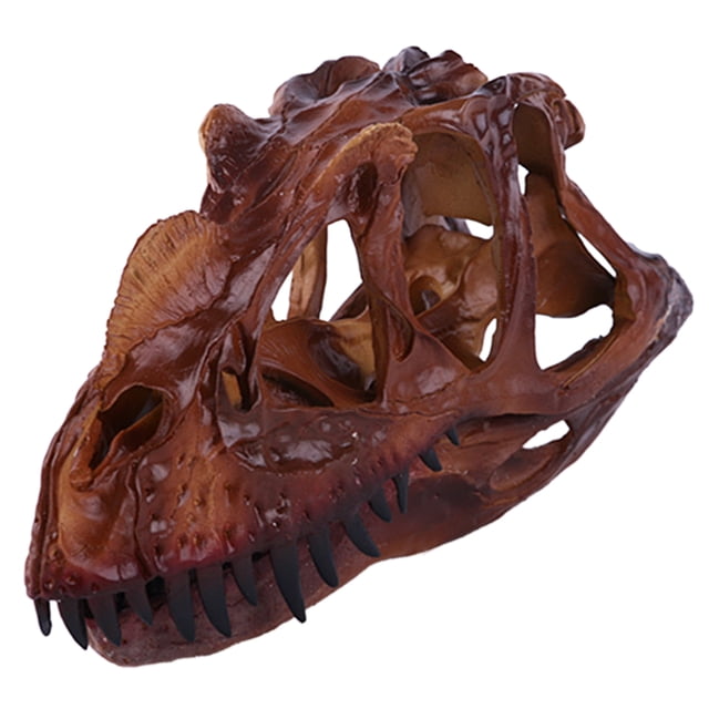 Échelle 1/10 Modèle Crâne Dinosaure Cératosaurus Outils Éducatifs Collection