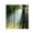 N, variant on RXIRUCGD Trees Forest Sunlight Shower Curtain Straight Tall Trees Sunshine Attractive Nature Landscape Waterproof Fabric Bathroom Decor