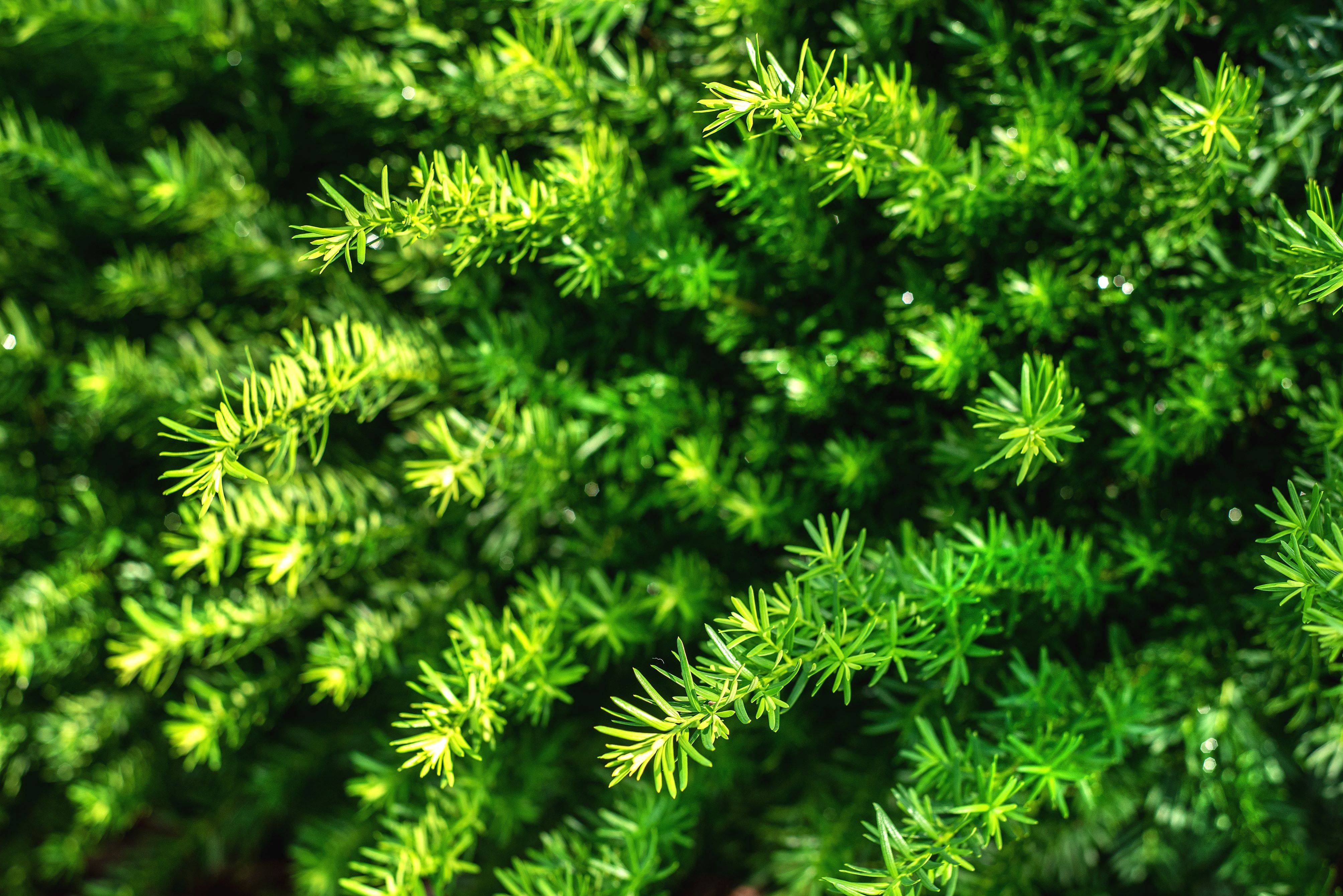 If 'Hicks' (Taxus), pot de 2 gal, arbuste