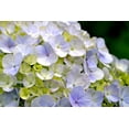 thumbnail image 4 of 10in Hydrangea Live Plant in Decorative Pot, Assorted Colours & Varieties, Outdoor Live Plants for Home Garden, 4 of 4