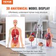 thumbnail image 2 of VEVOR Human Anatomy Models Bundle Set, Brain, Human Torso Body, Heart, Skeleton Model Set of 4, Hands-on 3D Model Study Tools Teaching Models, 2 of 9