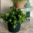 thumbnail image 3 of The HC Companies 12 Inch Plastic Outdoor Classic Flower Pot Planter, Terra Cotta, 3 of 5