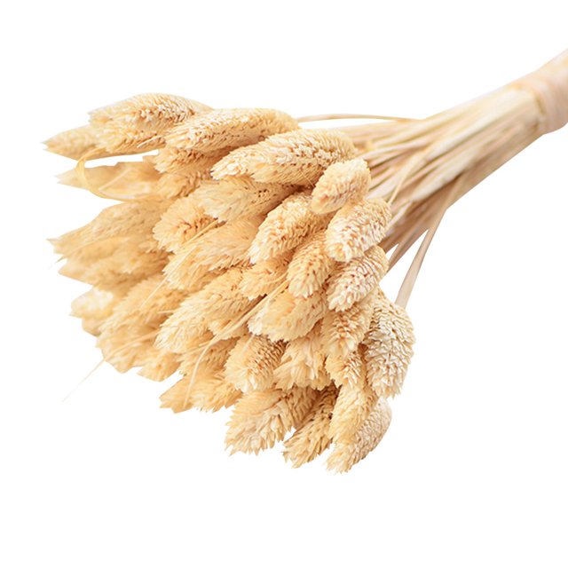 Coofit Dry Flower Branch DIY 24PCS Simple Natural Dried Grass Stem Dry Grass Decor