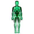 thumbnail image 2 of WHEANG Clear Human Body Structure Model Organizeh Human Body Skeleton Model Kits With Instruction 29 Piece Transparent 3D Human Body Torso Model – Removable, 2 of 9