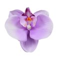 thumbnail image 1 of 10pcs Imitation Decorative Phalaenopsis Realistic Design Fake Flowers for Wedding Centerpieces Decoration, 1 of 2