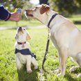 thumbnail image 4 of TIELUTT Whistle Clicker 2 in 1 Dog Training Device Dog Stop Barking Dog Devices Automatic Cat Clicker Training Set Dog Whistle Stop Cats from Jumping on Counter Stop Dog Barking Device Outdoor Long Ra, 4 of 5