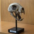thumbnail image 3 of Ebros Realistic Replica Animals Bob Cat Skeleton Skull Fossil Resin Figurine, 3 of 5