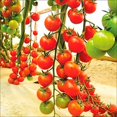 thumbnail image 4 of HJADGG Seeds Tomato Vine Heirloom Vegetable for Planting Non GMO, 4 of 7